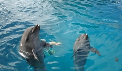 Dolphins with a human